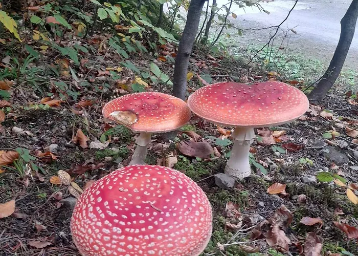 Pod Gora Wisniowa (Myslenice)